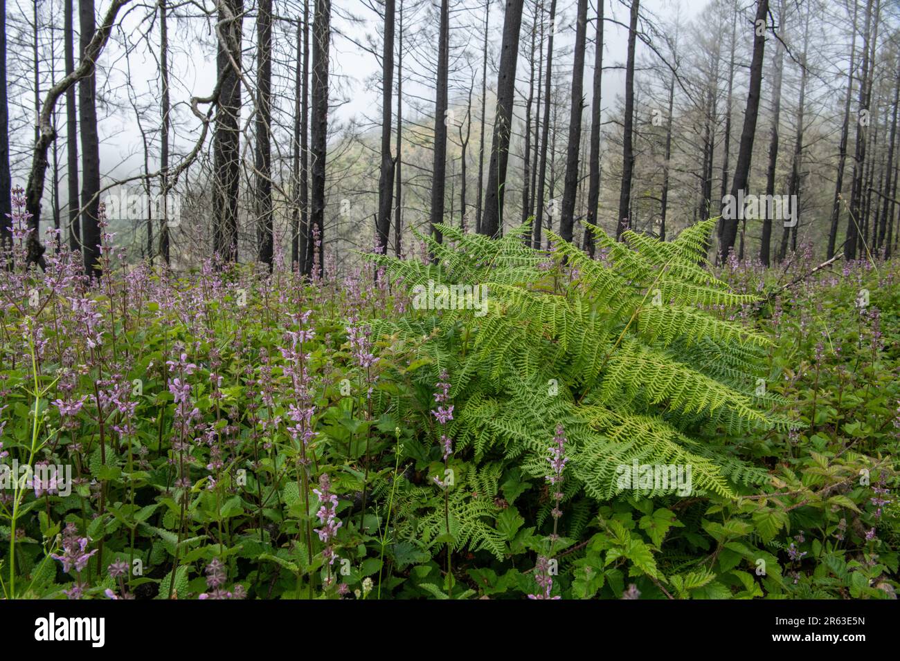 After the Woodward forest fire in California, many charred trees remain but the environment begins to heal as the understory grows. Stock Photo