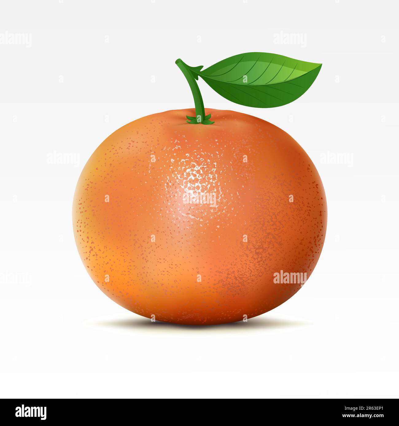 Grapefruit on a white background Stock Vector Image & Art - Alamy