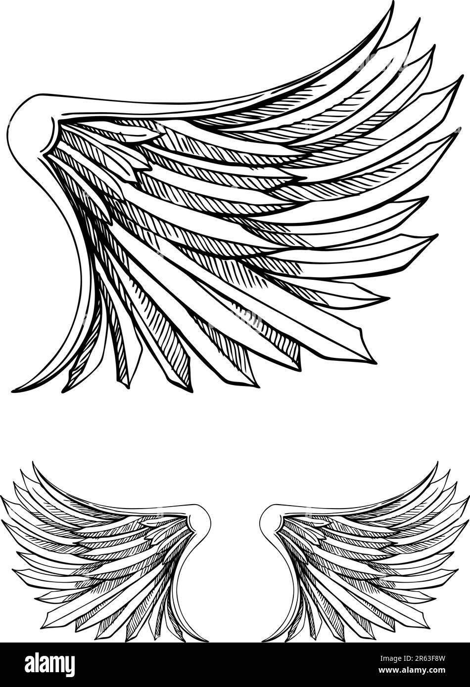 A black and white image of a Bird Wing Stock Vector Image & Art - Alamy