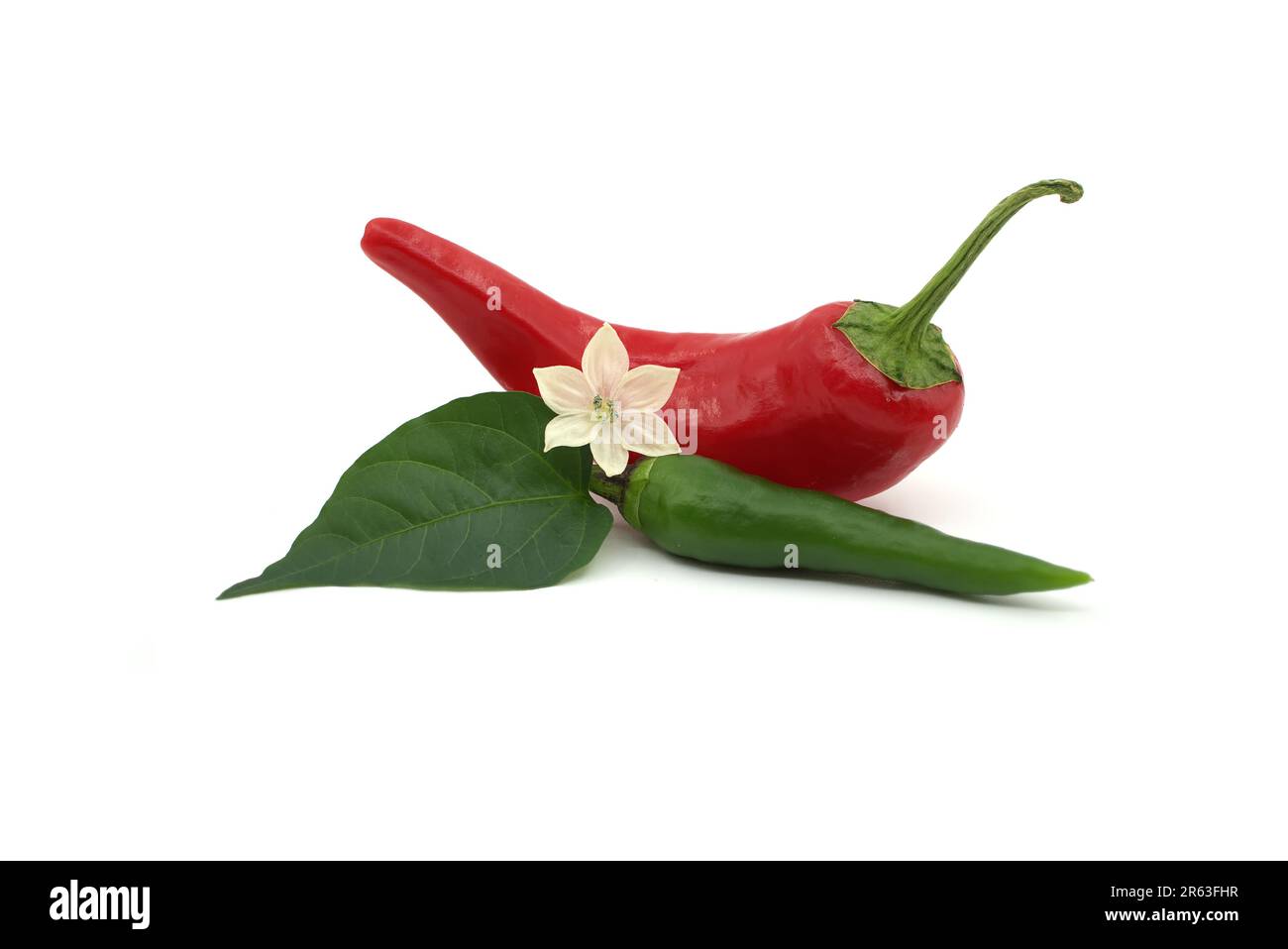 Two red and green chili peppers and flower is placed in between them, adding a touch of color and beauty to the composition Stock Photo