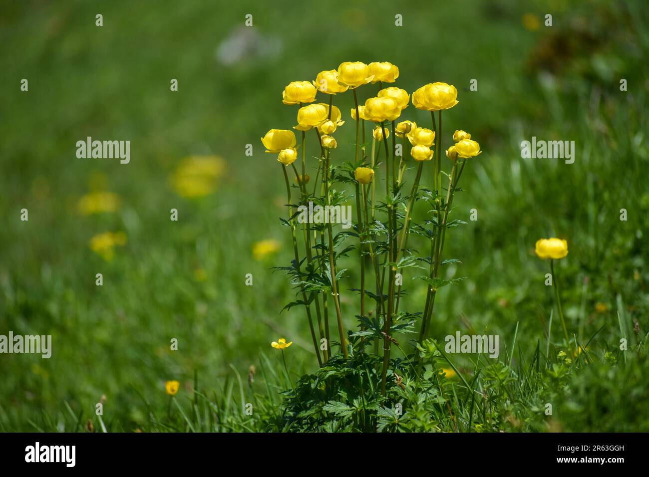 Globeflowers (Trollius europaeus) in an alpine meadow in the Bavarian Alps Stock Photo