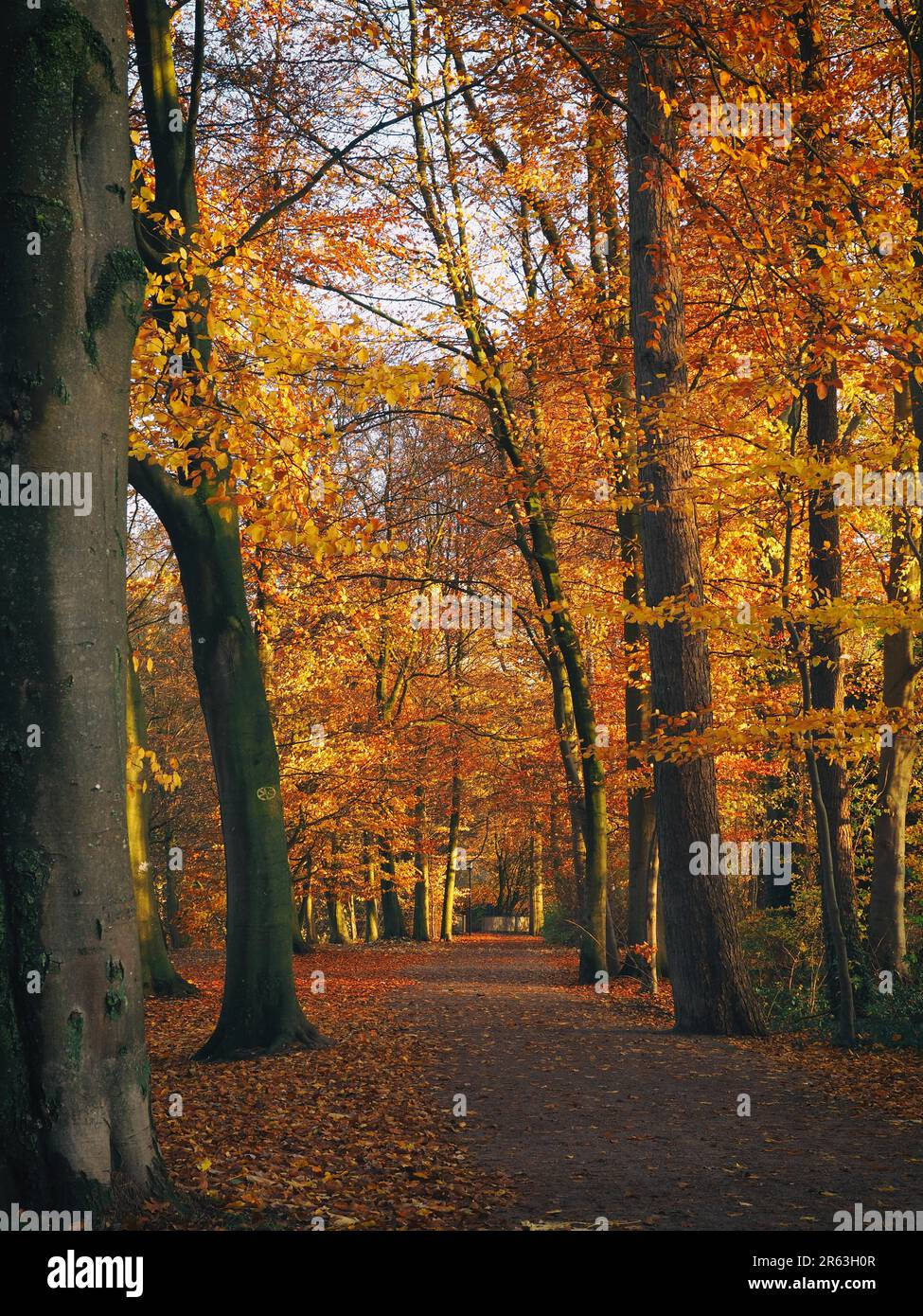 Autumn in the park, seasonal concept image with a pathway Stock Photo ...