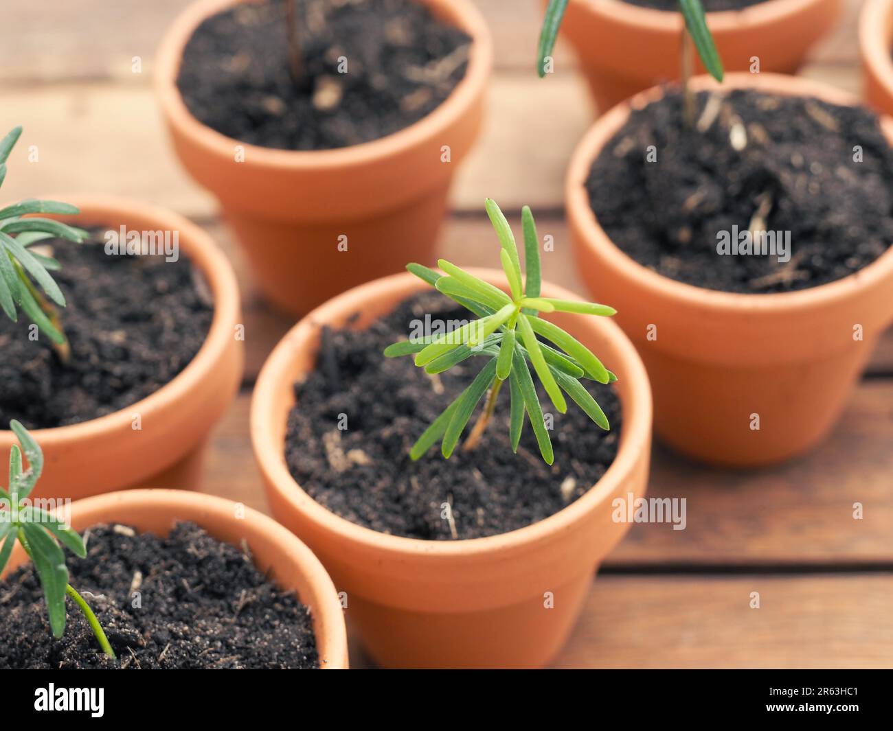 Small seedlings of the Nordmann fir in plant pots on a plant table, gardening or forestry concept, environmental protection, nature conservation Stock Photo