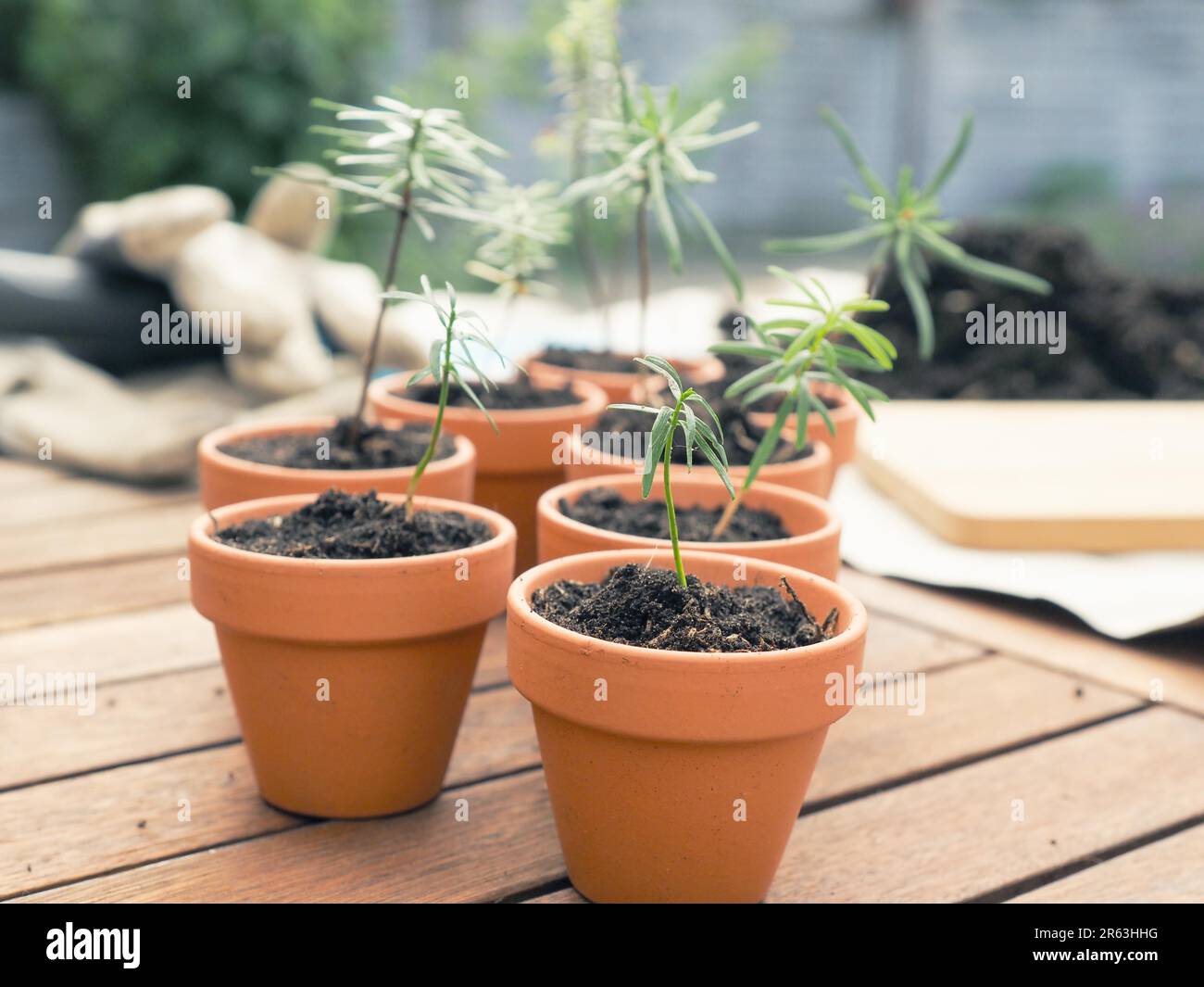 Small seedlings of the Nordmann fir in plant pots on a plant table, gardening or forestry concept, environmental protection, nature conservation Stock Photo