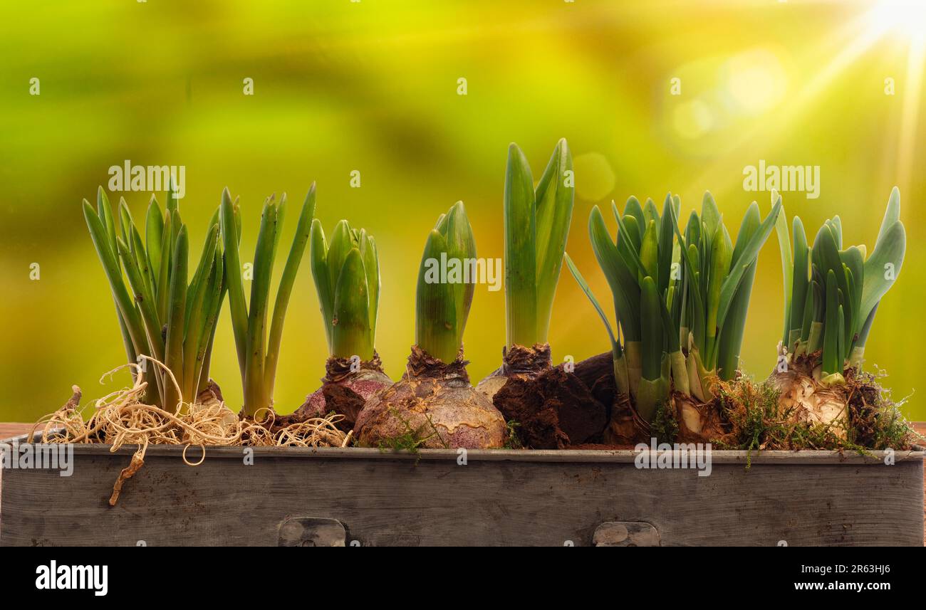 Elongated flower pot with daffodils and hyacinth bulbs on a wooden table with blurry nature background and flares, seasonal concept Stock Photo