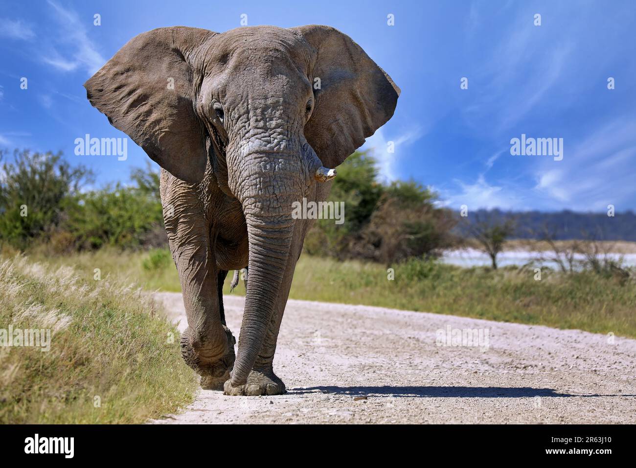 Elephant (Loxodonta africana) running at the street, Etosha National Park, Namibia Stock Photo