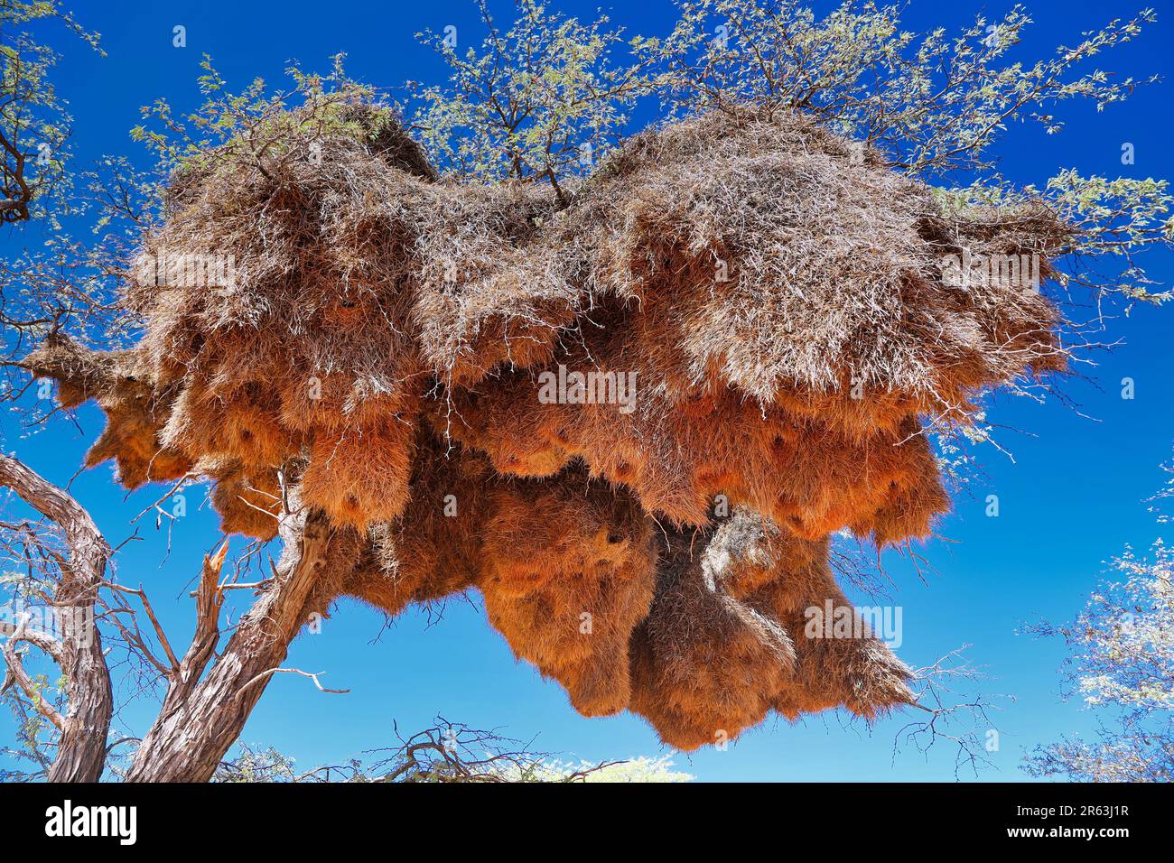 Big nest of weaver birds in Namibia Stock Photo