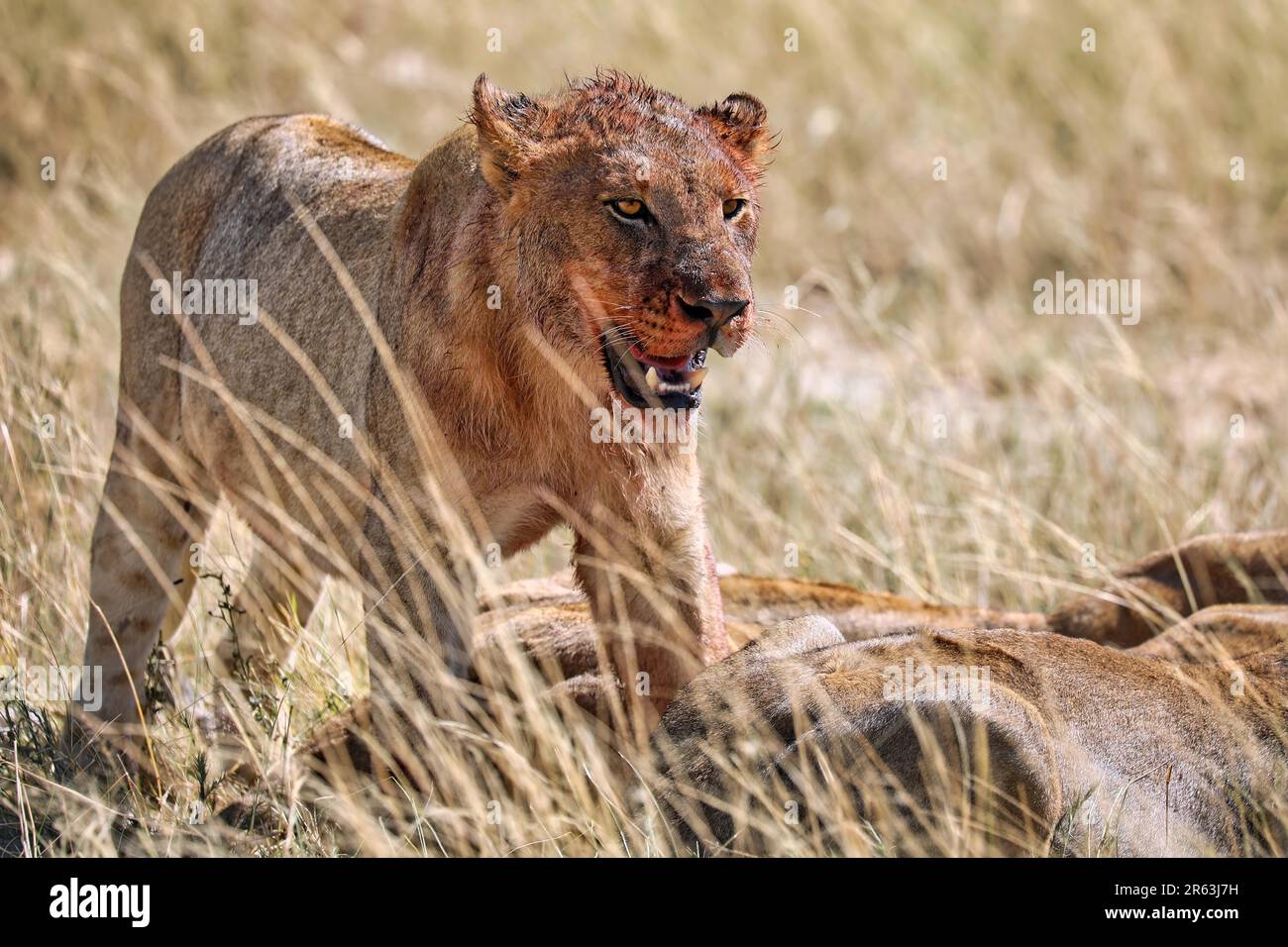 Lion (Panthera leo) after killing an antelope, Etosha National Park, Namibia Stock Photo