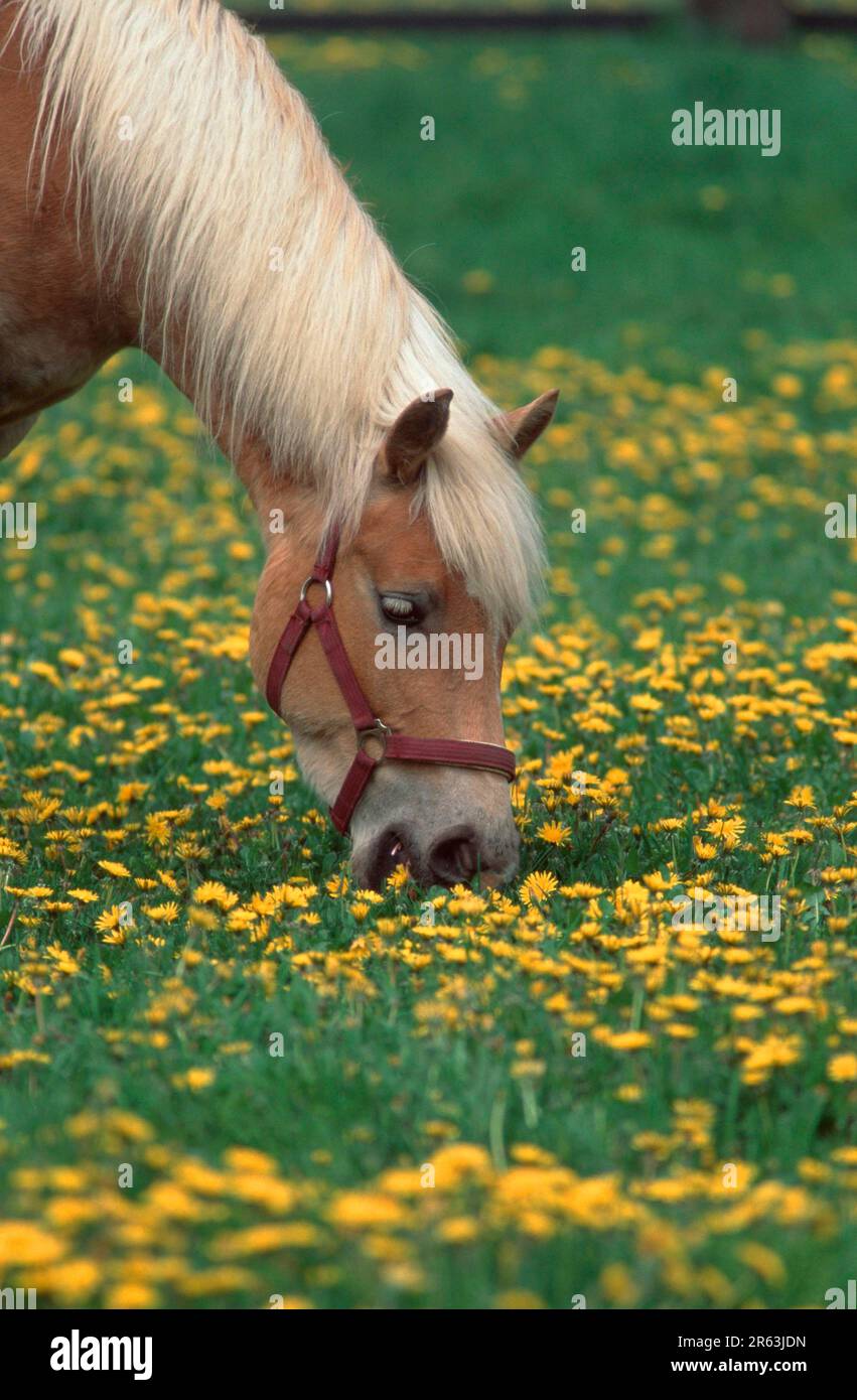 Haflinger horse, grazing, Haflinger grazing (mammals) (mammals) (domestic animal) (farm animal) (ungulates) (horses) (odd-toed ungulates) (outside) Stock Photo