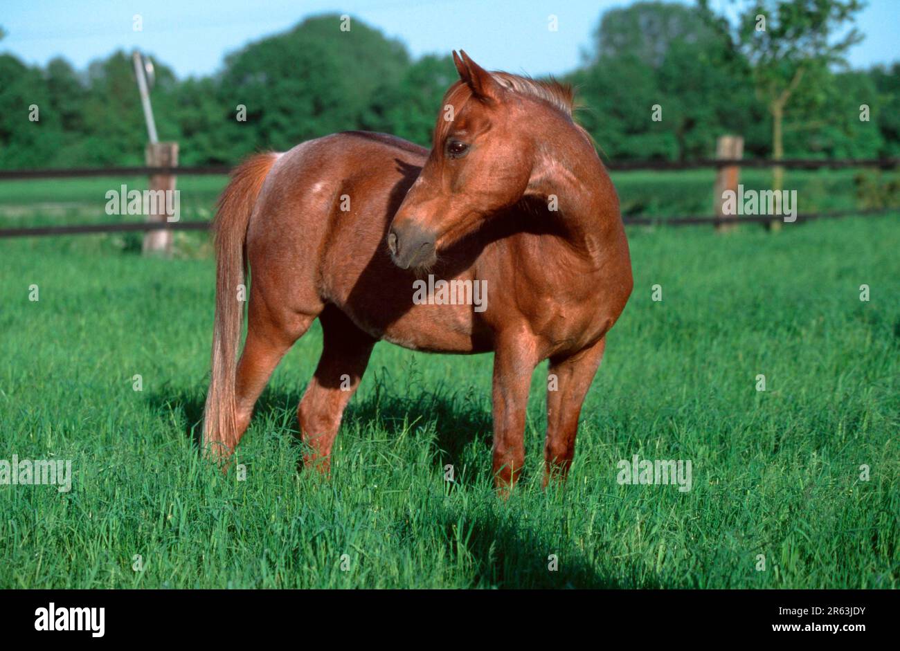 Arabian thoroughbred, Arabian horse (mammals) (mammals) (domestic animal) (farm animal) (domestic) (hoofed animals) (horses) (odd-toed ungulates) Stock Photo