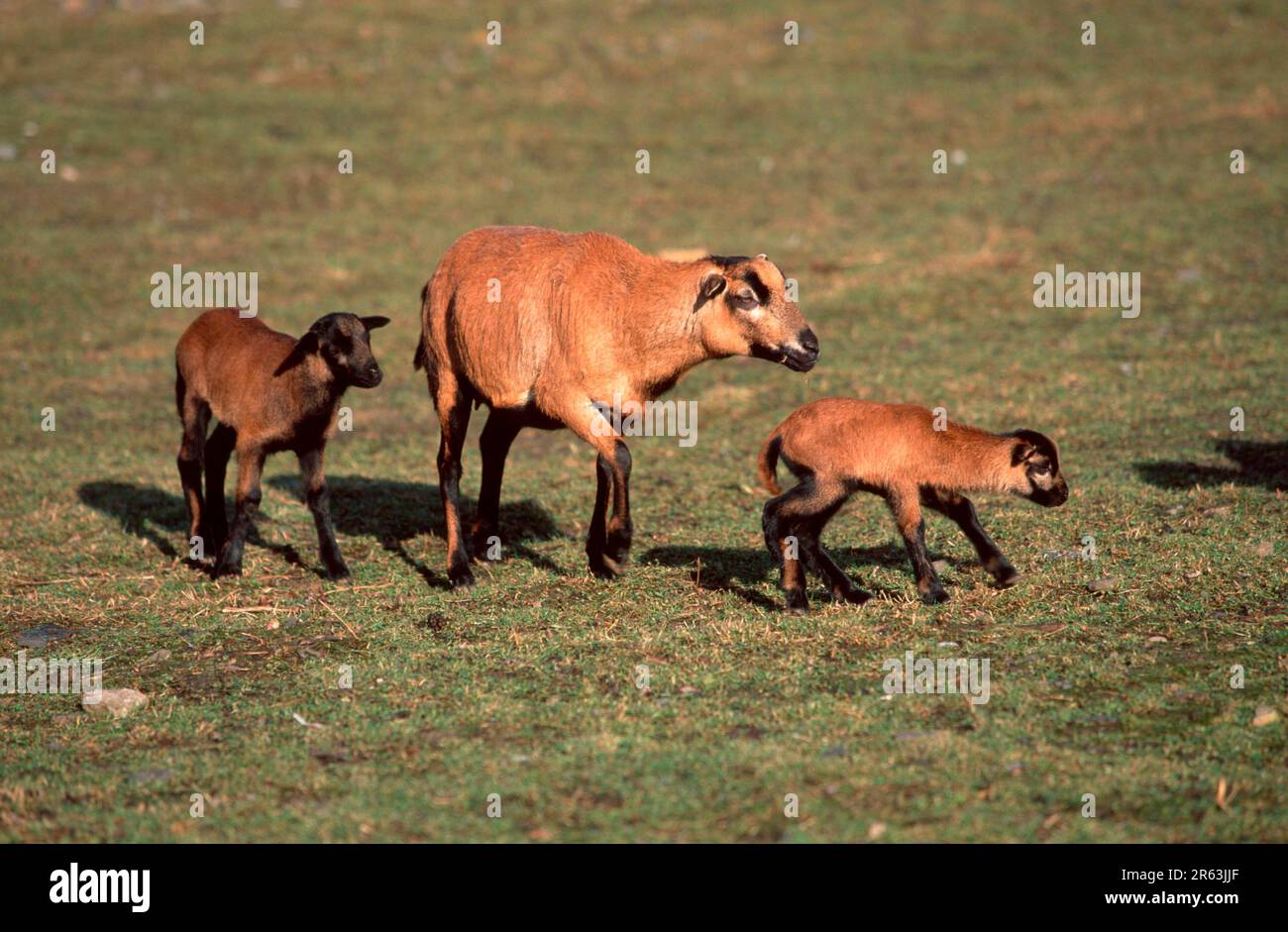 Cameroon Sheep with Lambs (mammals) (domestic animal) (farm animal) (domestic) (ungulates) (cloven-hoofed animals) (outside) (outdoor) (lateral) Stock Photo