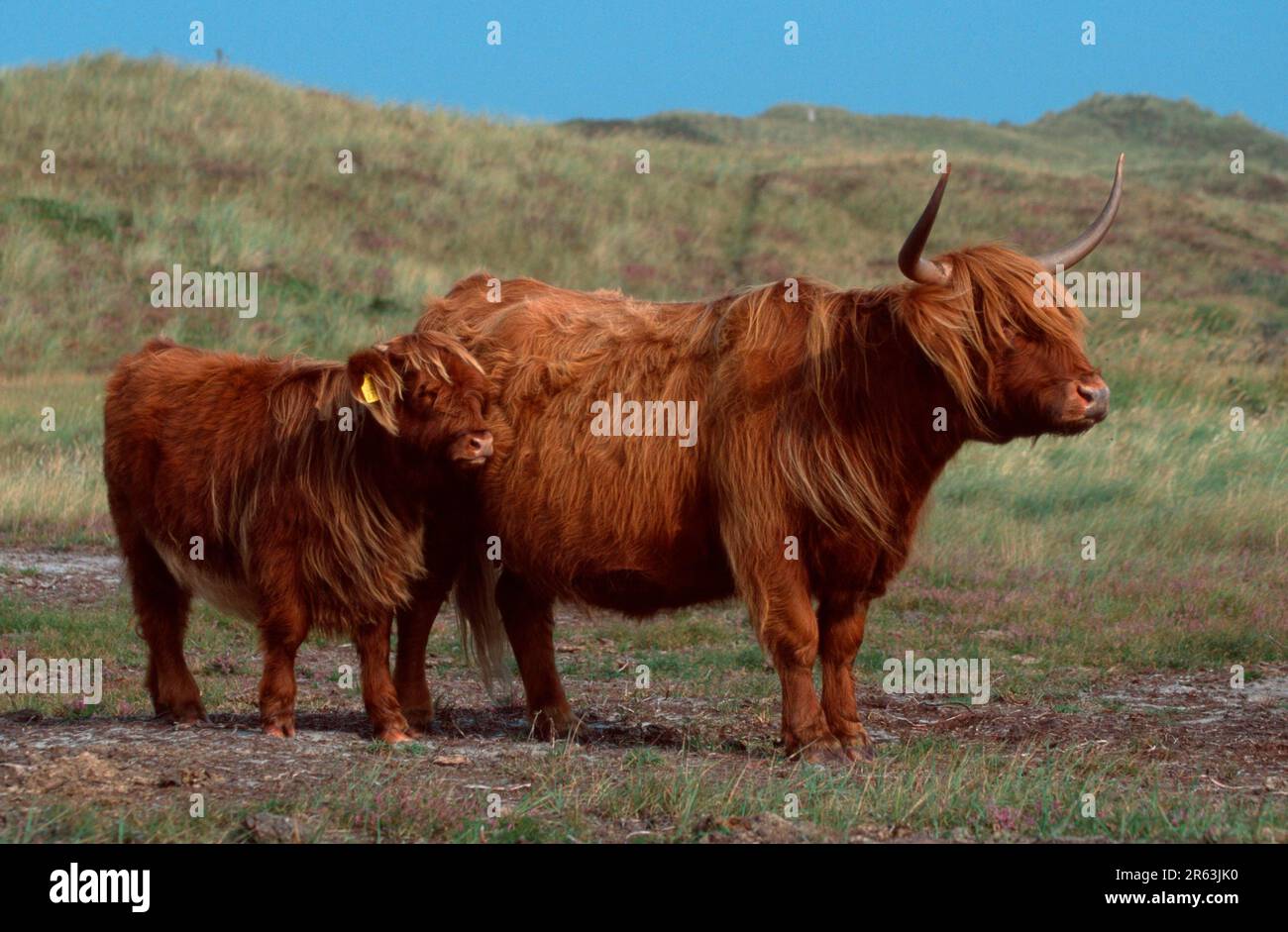 Scottish Highland Cattle, cow with calf Stock Photo - Alamy