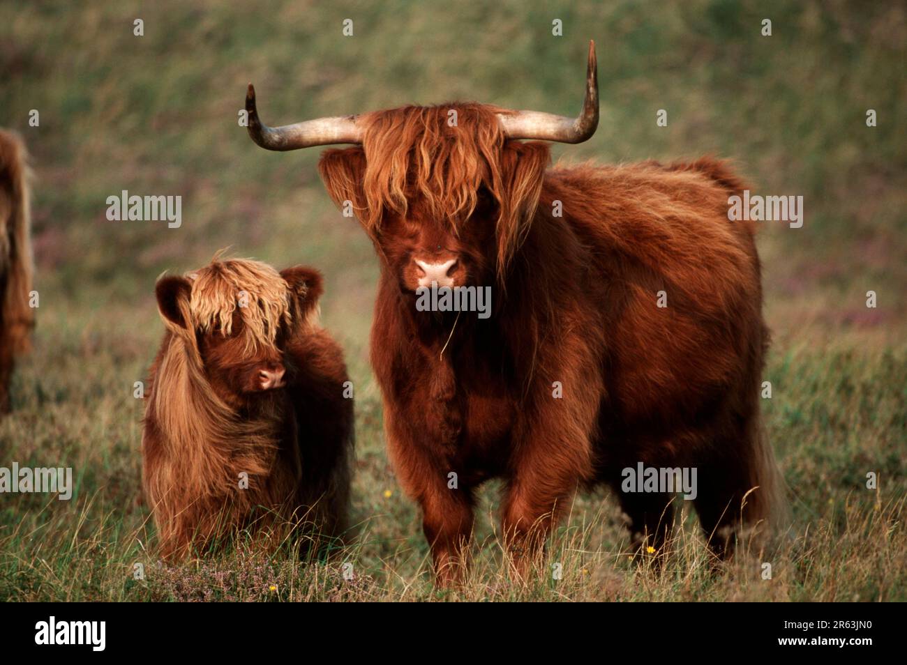 Scottish Highland Cattle, cow with calf Stock Photo - Alamy
