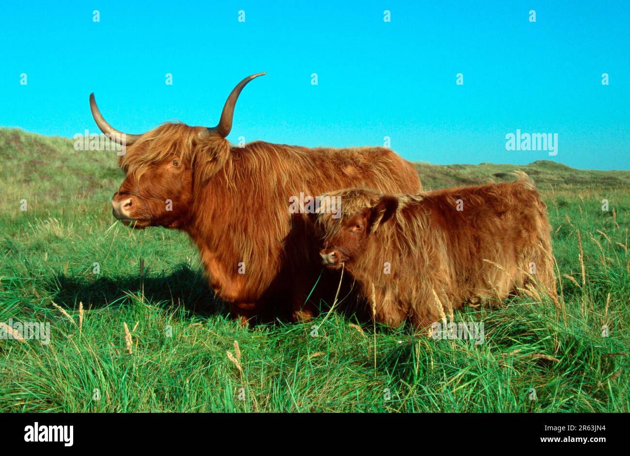 Scottish Highland Cattle, cow with calf Stock Photo - Alamy