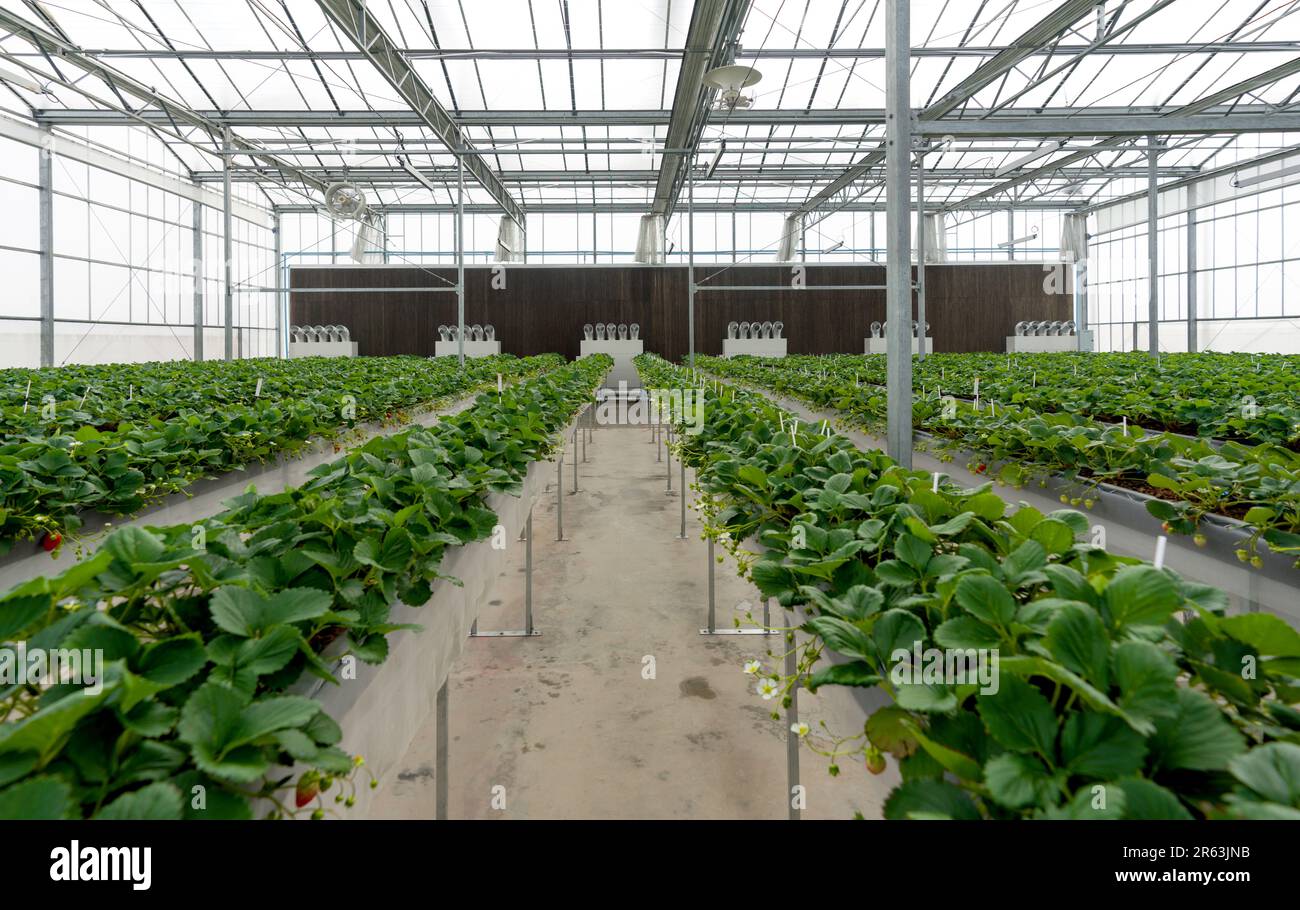 Modern agriculture growing method indoor farm. Japanese Strawberry