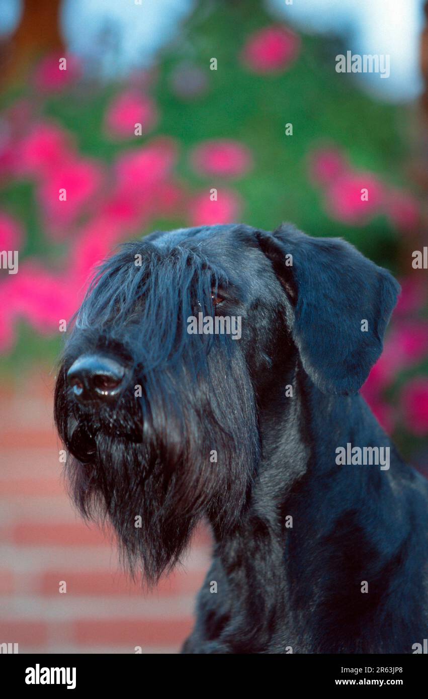 Giant schnauzer, black Stock Photo - Alamy