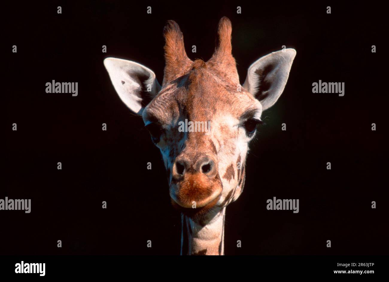 Giraffe (Giraffa camelopardalis) (Africa) (mammals) (mammals) (ungulates) (cloven-hoofed animals) (frontal) (frontal view) (head) (portrait) Stock Photo