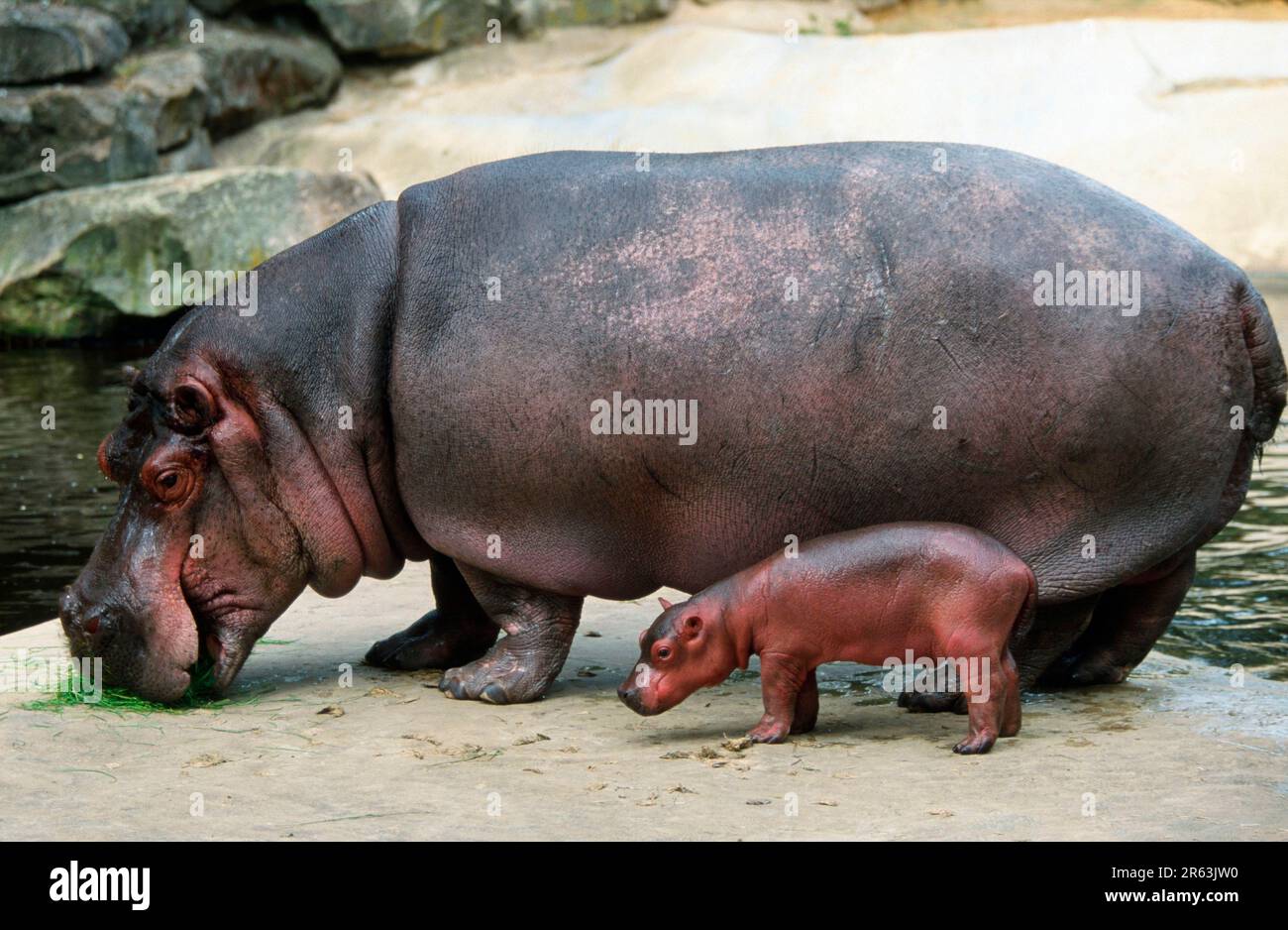 Hippopotamus (Hippopotamus amphibius) and young, hippo with young, mammals, ungulates (cloven-hoofed animals), cloven-hoofed animals, outside Stock Photo