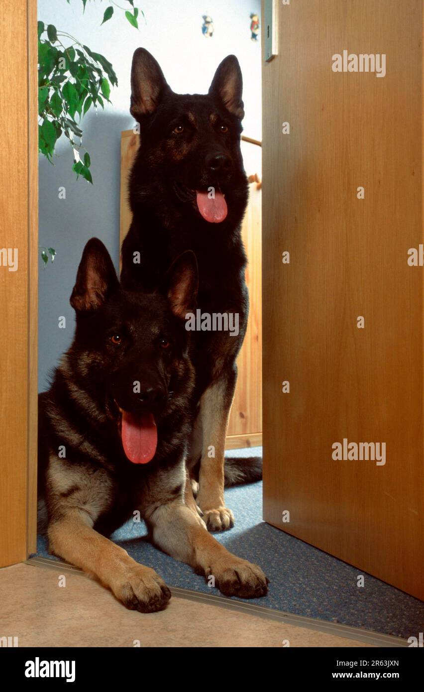 German Shepherds in Open Door, Alsatian Stock Photo Alamy