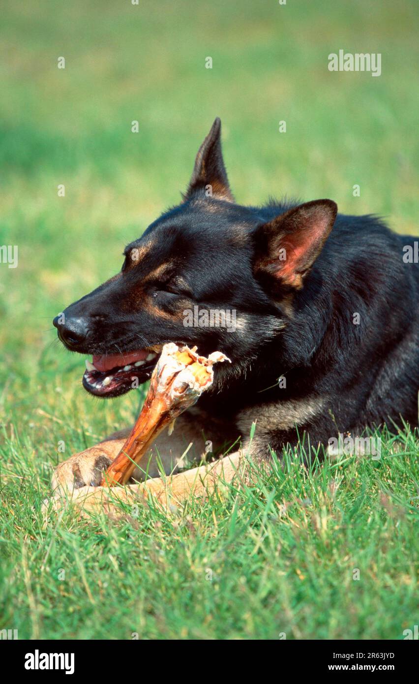 German Shepherd Dog Eats Bones, Alsatian Stock Photo Alamy