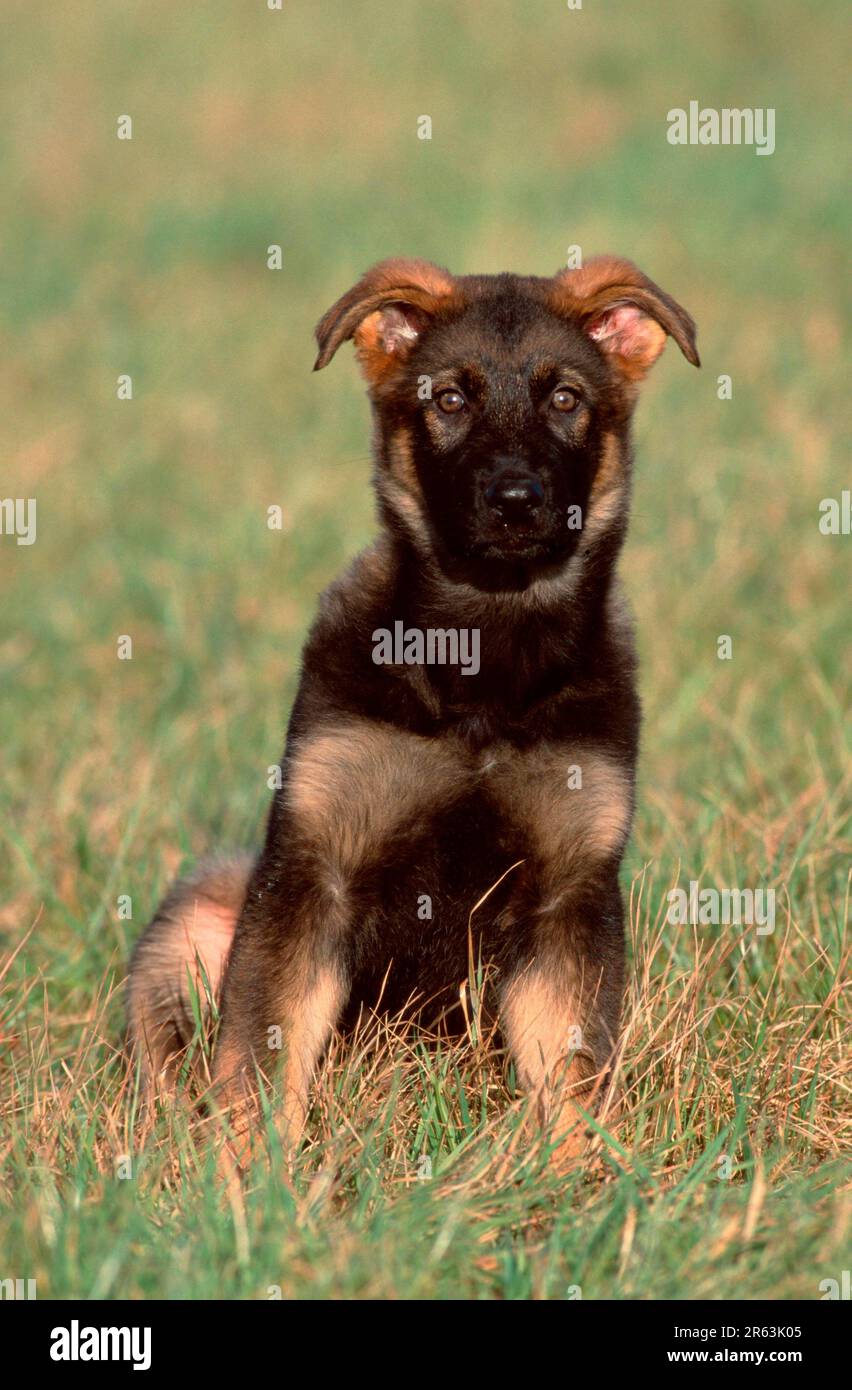 German Shepherd, puppy, 11 weeks old, gnawing on branch, German Shepherd,  Alsatian, puppy, 11 weeks old, gnawing on (German shepherd) (animals Stock  Photo - Alamy