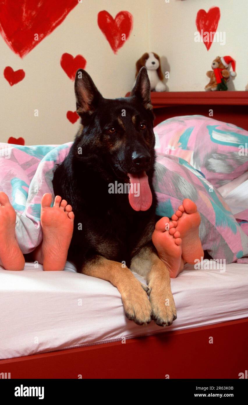 german-shepherd-dog-in-bed-german-shepherd-dog-stock-photo-alamy