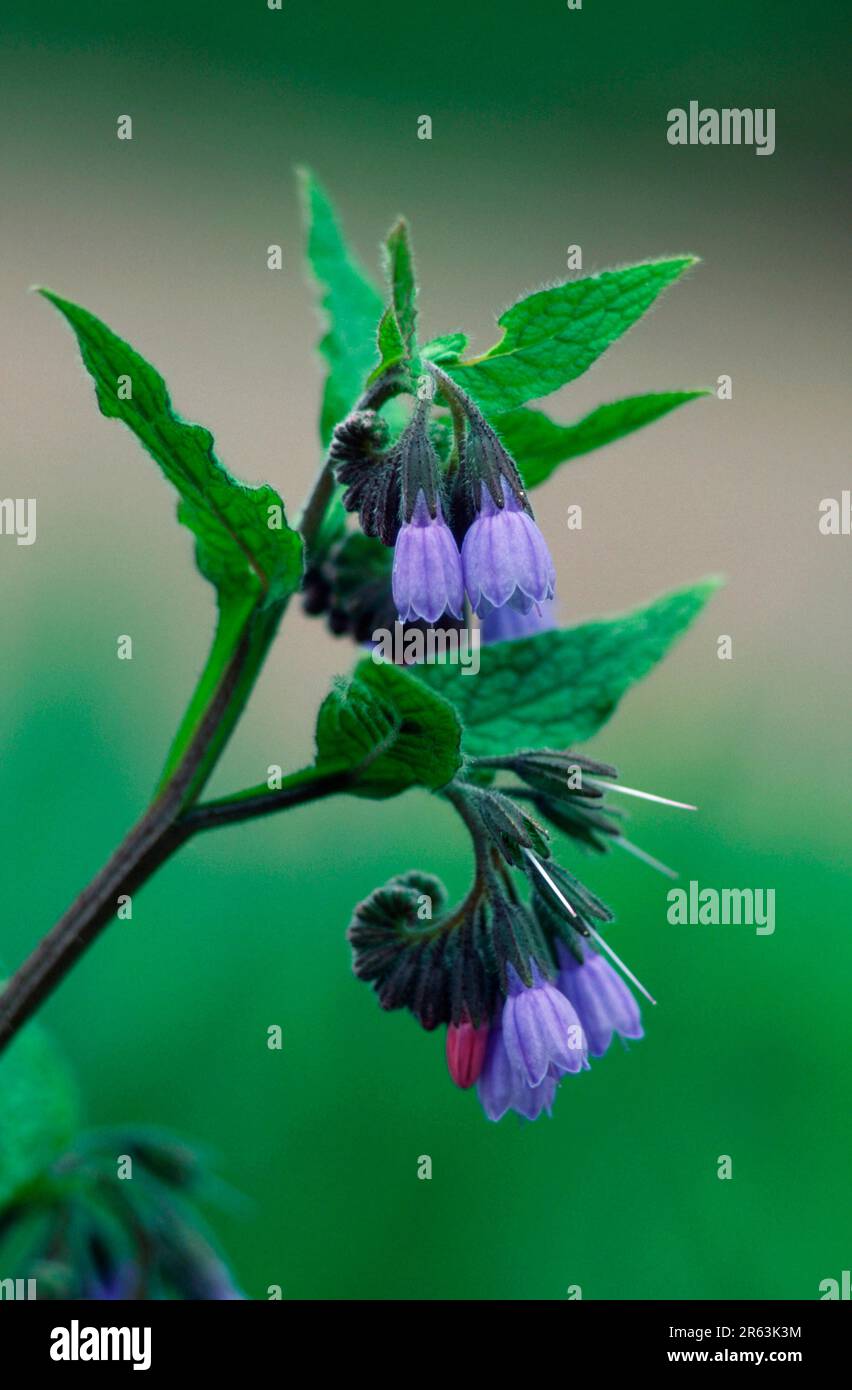 Common comfrey (Symphytum officinale Stock Photo - Alamy