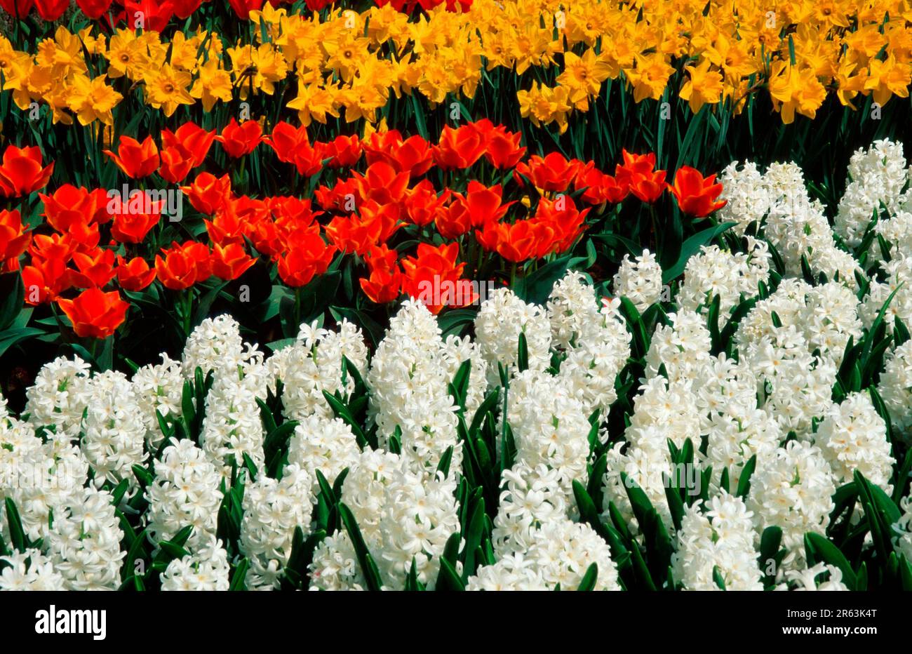Flower Bed with spring flowerbed tulips, daffodils and hyacinths