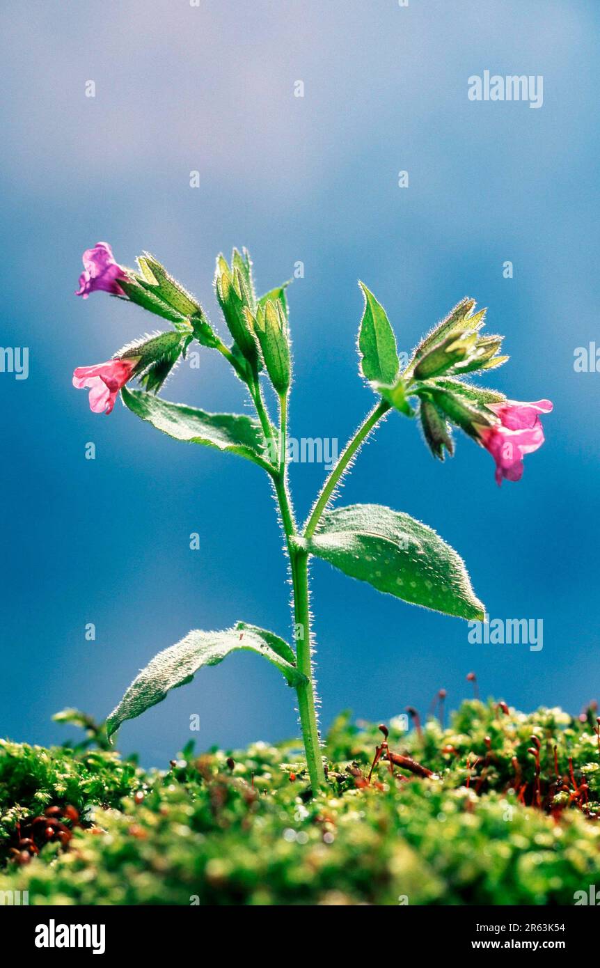 Lungwort, True common lungwort (Pulmonaria officinalis), Europe, plants, flowers, medicinal herbs, medicinal plants, Roughleaf family, Boraginaceae Stock Photo