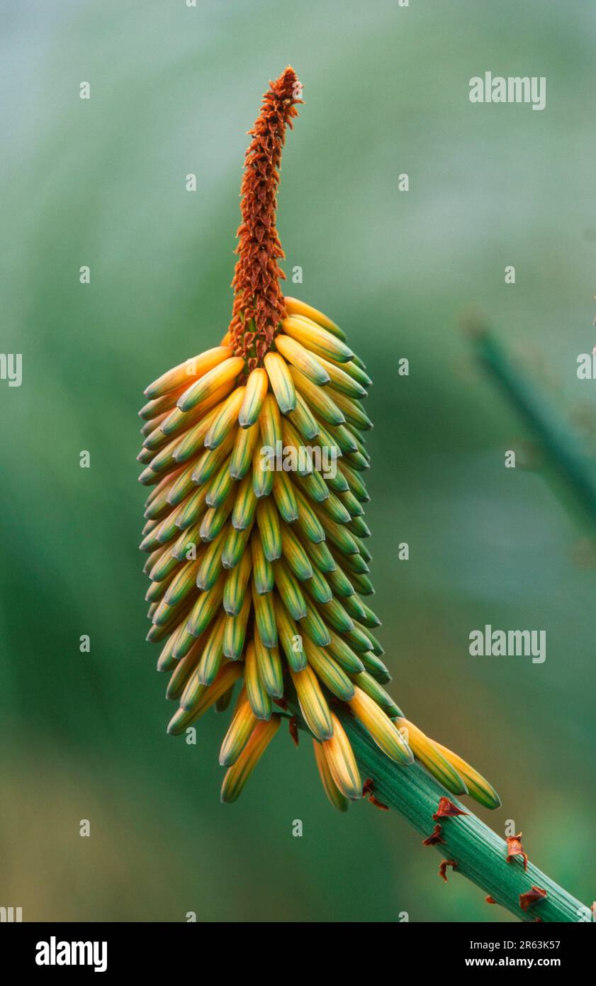 Aloe (Aloe marlothii), South Africa, plants, Affodilidae, Aspodelaceae, inflorescence, flower, bloom, vertical Stock Photo