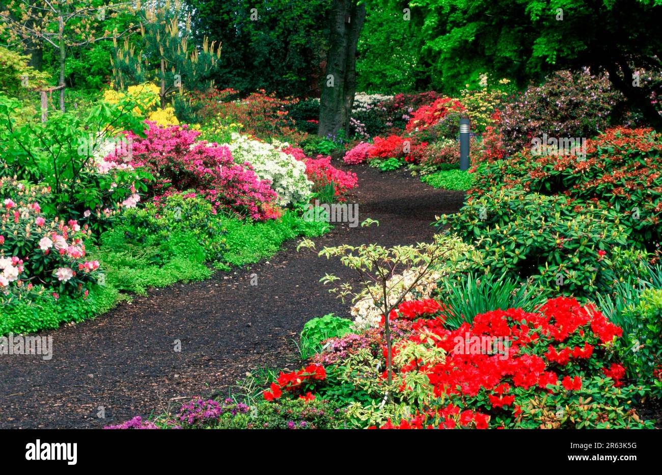 Rhododendron garden, Westfalenpark Dortmund, North RhineWestphalia