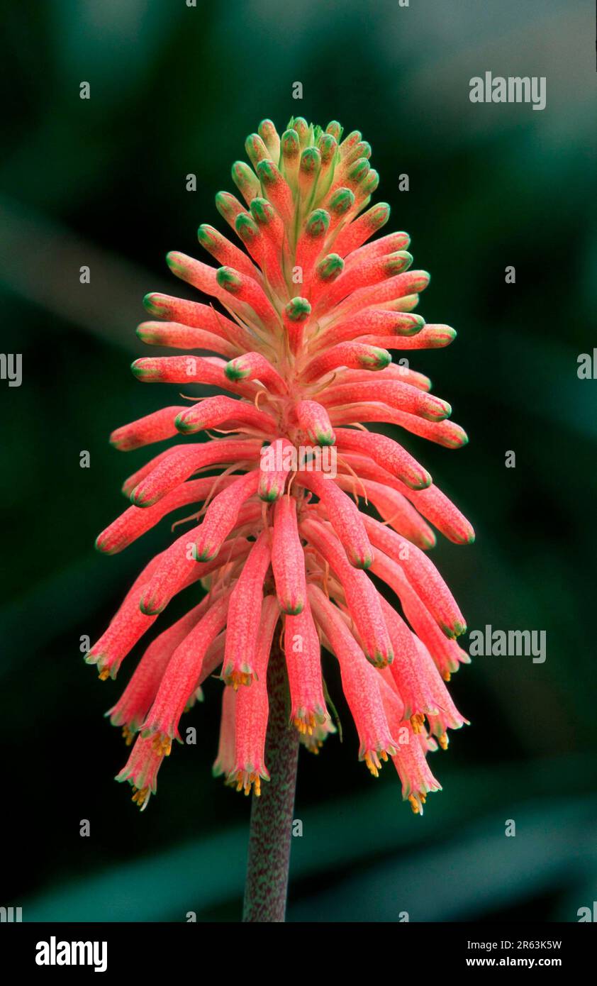 Lily (Veltheimia viridifolia), Lilie, [Pflanzen, plants, Suedafrika, South Africa, Liliengewaechse, Liliaceae, Blueten, blossom, bloom, Hochformat Stock Photo