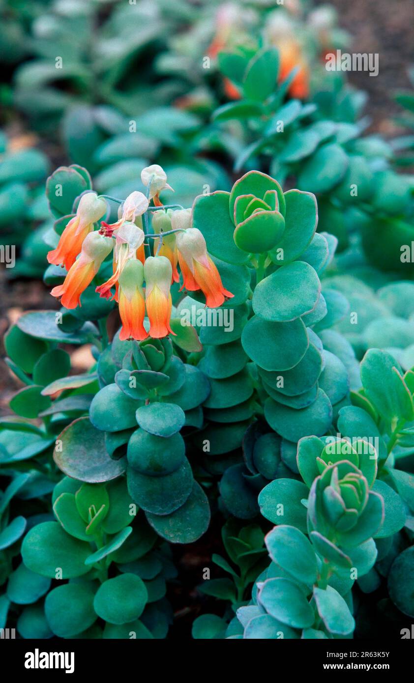 Kalanchoe (Kalanchoe sensepala), plants, Thick-leaved family, Crassulaceae, Madagascar, stonewort, vertical, flowering Stock Photo