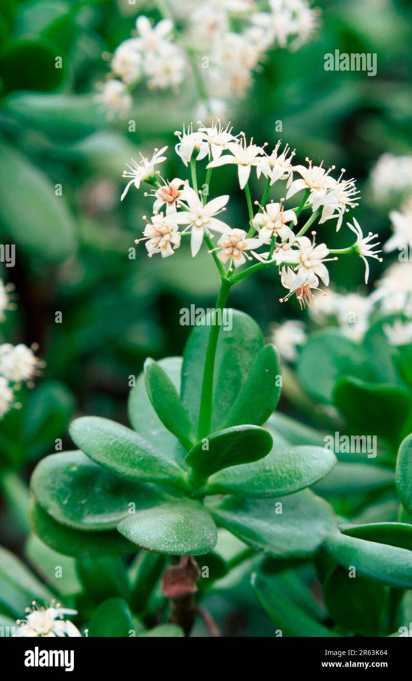 Jade Plant (Crassula obliqua) (Crassula ovata Stock Photo Alamy