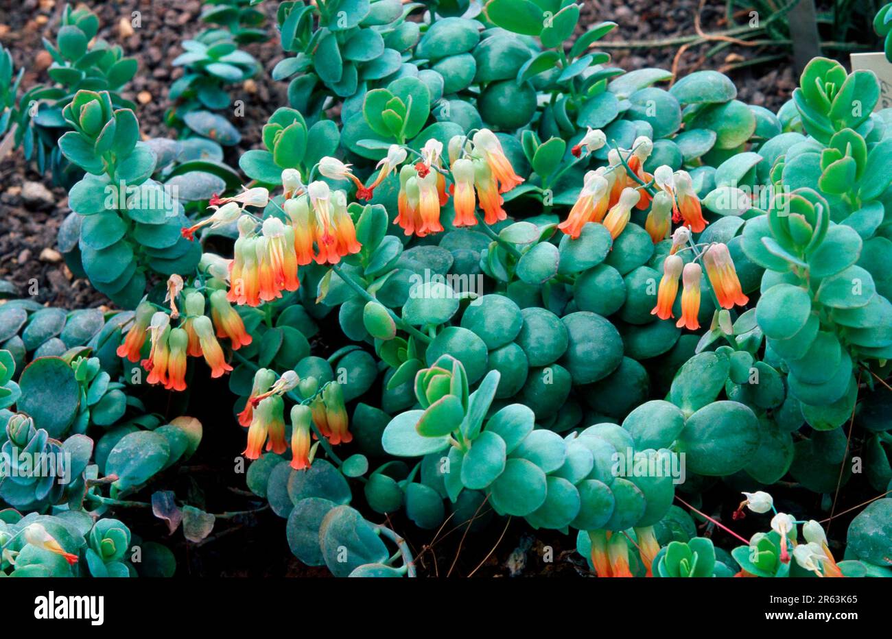 Kalanchoe (Kalanchoe sensepala), Madagaskar, Madagascar, Afrika, africa