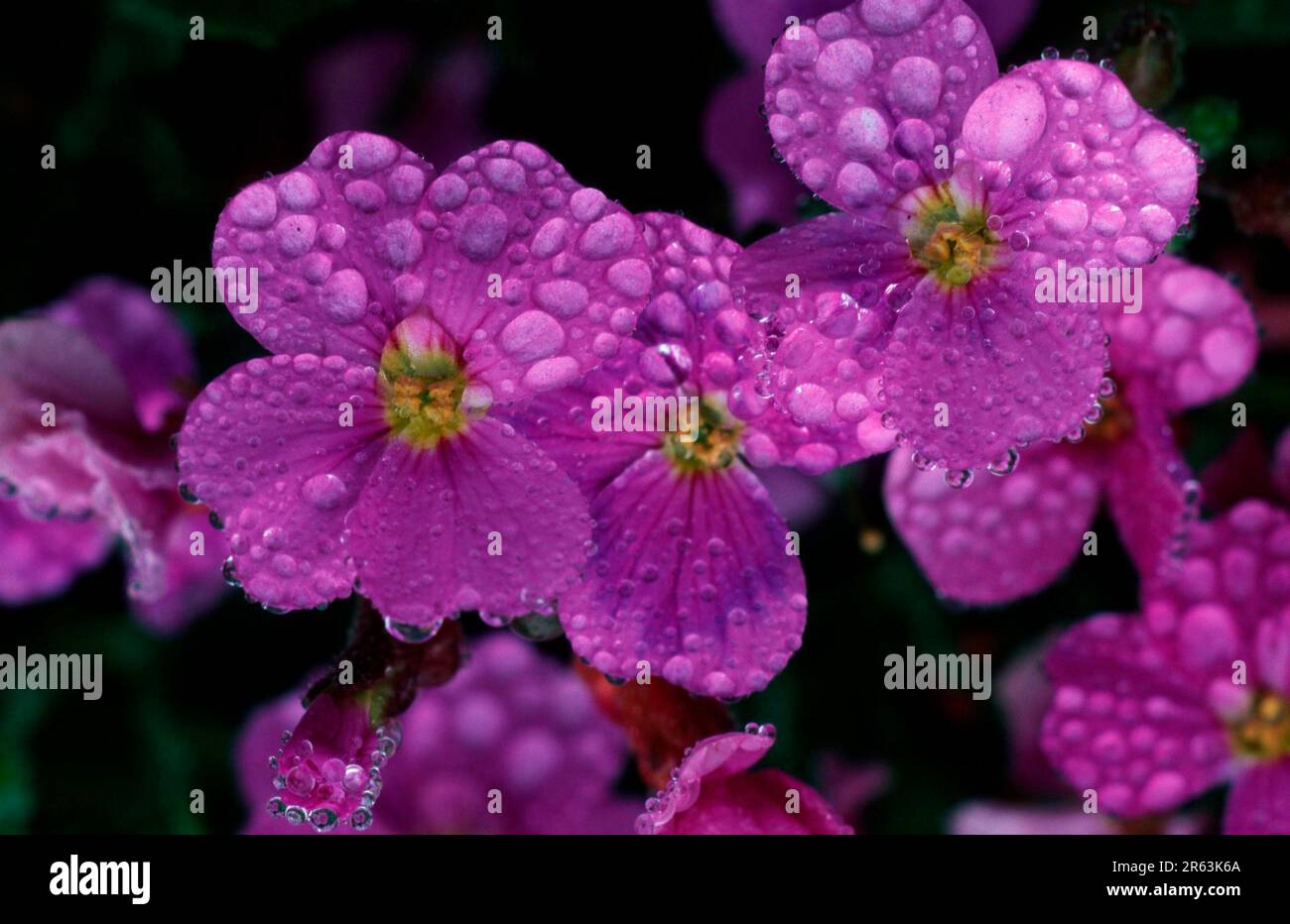 Cress flowers with raindrops (Aubrieta hybride), bluecress, flowers with raindrops (plants) (flowers) (garden plant) (flower) (close-up) (detail) Stock Photo