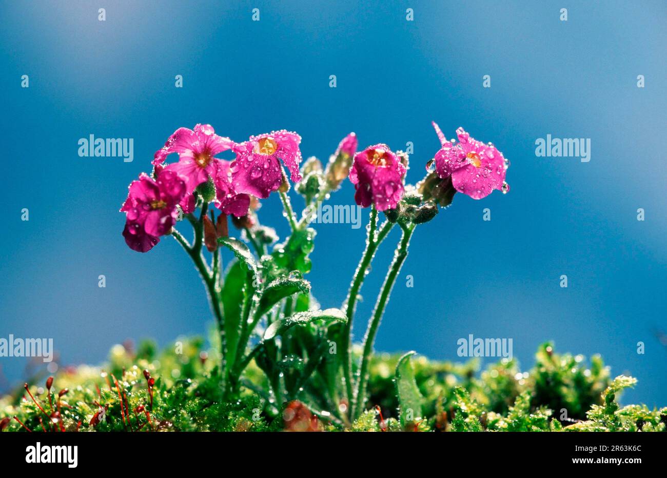 Watercress with Water Drops (Aubrieta hybride), Blue Cress with Water Drops (Plants) (Flowers) (Garden Plant) (Flowering) (Sky) (Violets) (Spring) Stock Photo