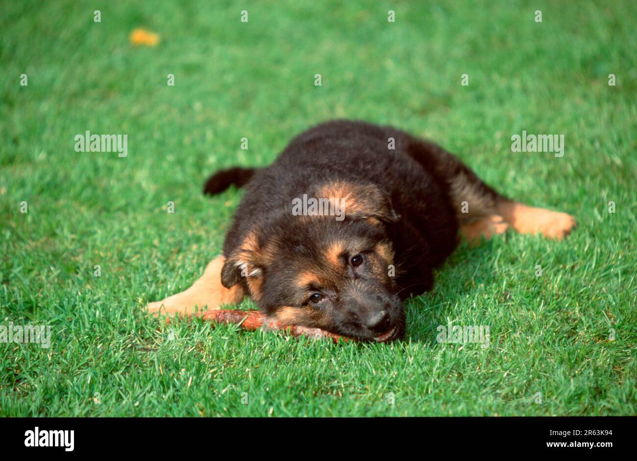 German Shepherd Puppy 8 Weeks Old Gnawing On Branch German Shepherd 