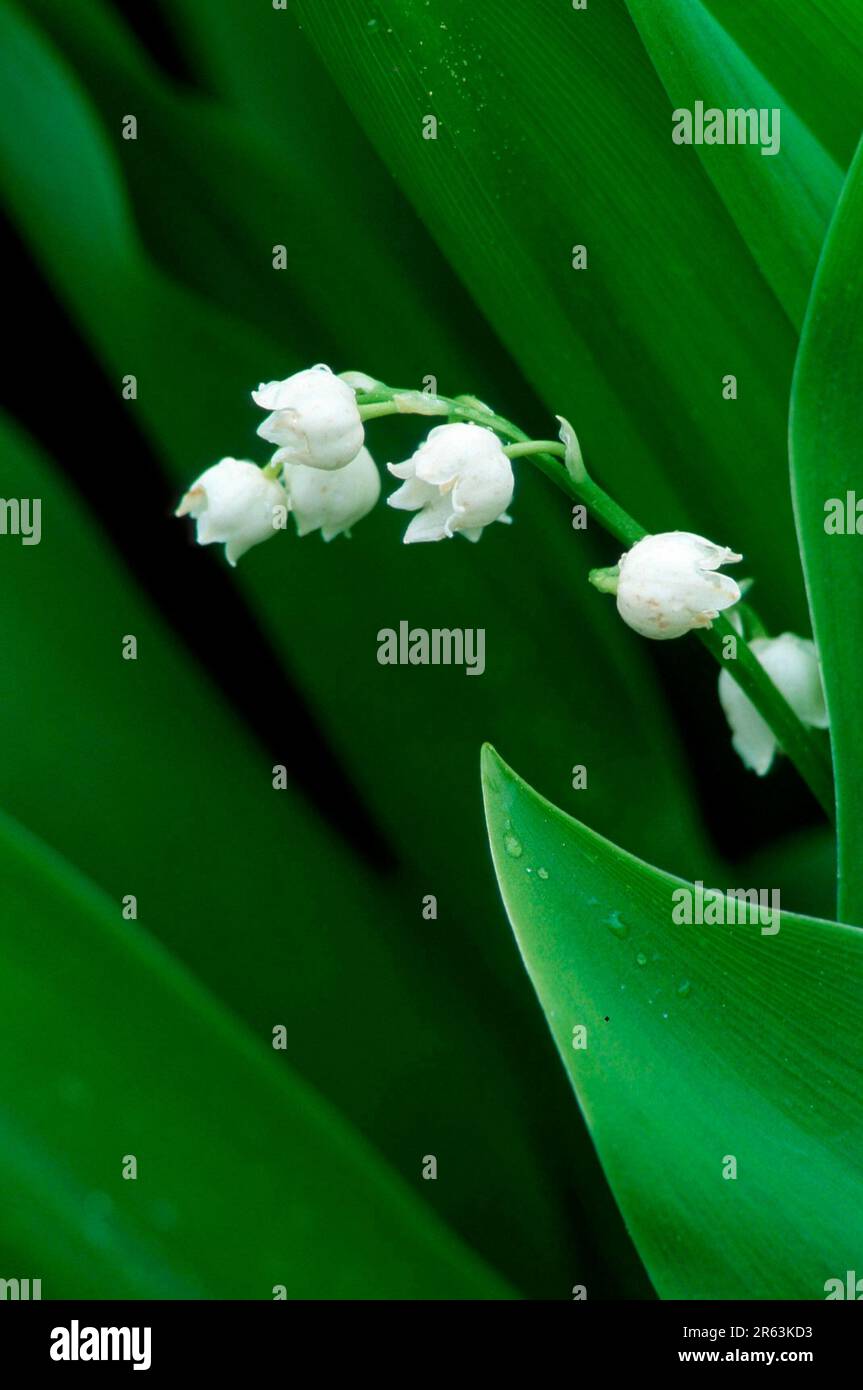 Lily of the valley (Convallaria majalis), Oerebrolaen (plants) (plants