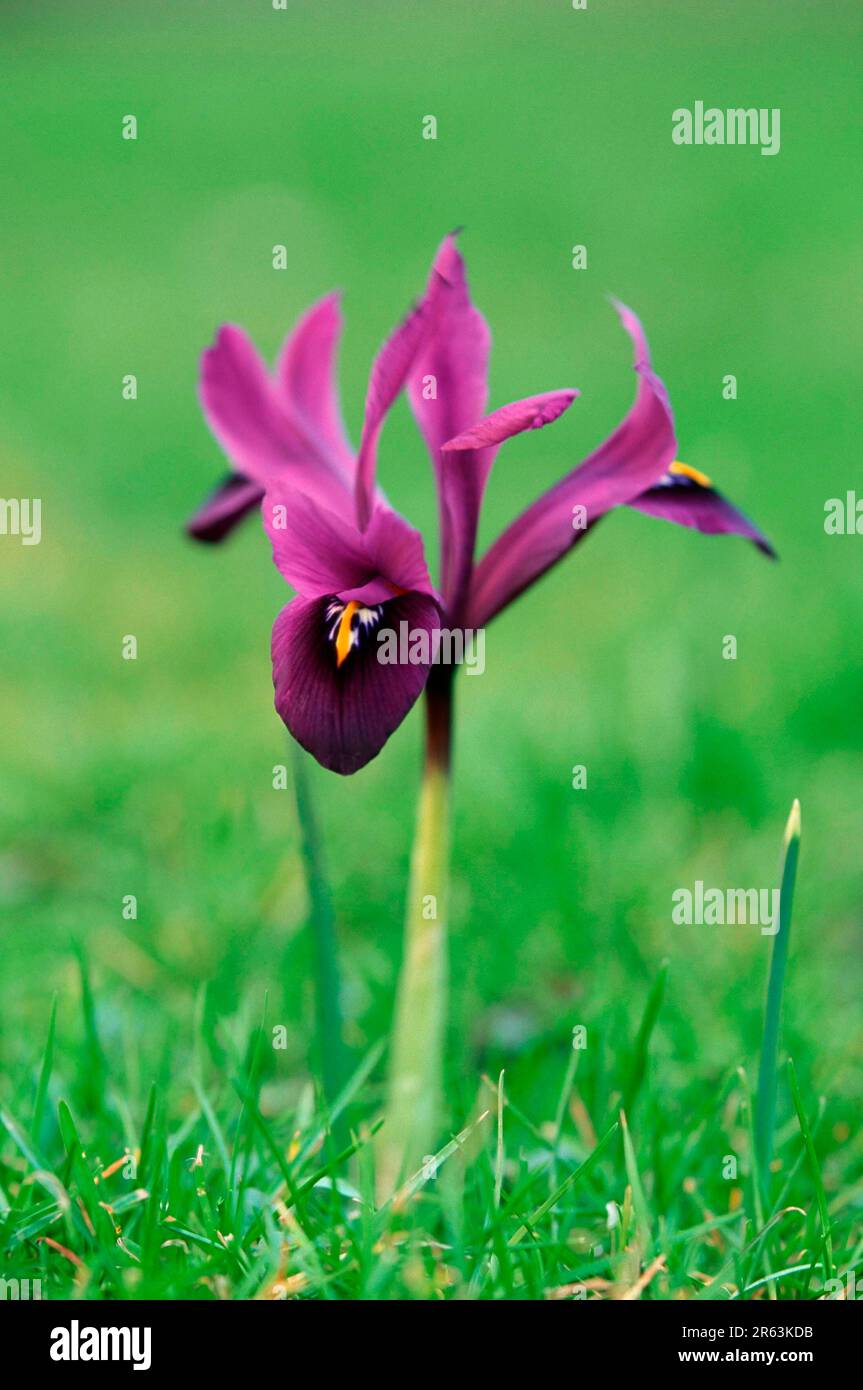 Iris (Iris reticulata hybride), Netziris, Zwergiris, [Pflanzen, plants