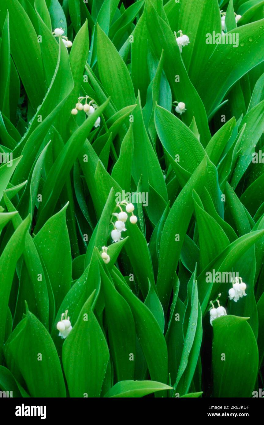 Lily of the valley (Convallaria majalis), Oerebrolaen (plants) (plants)  (flowers) (poisonous plants) (poisonous) (medicinal herbs) (lily family  Stock Photo - Alamy