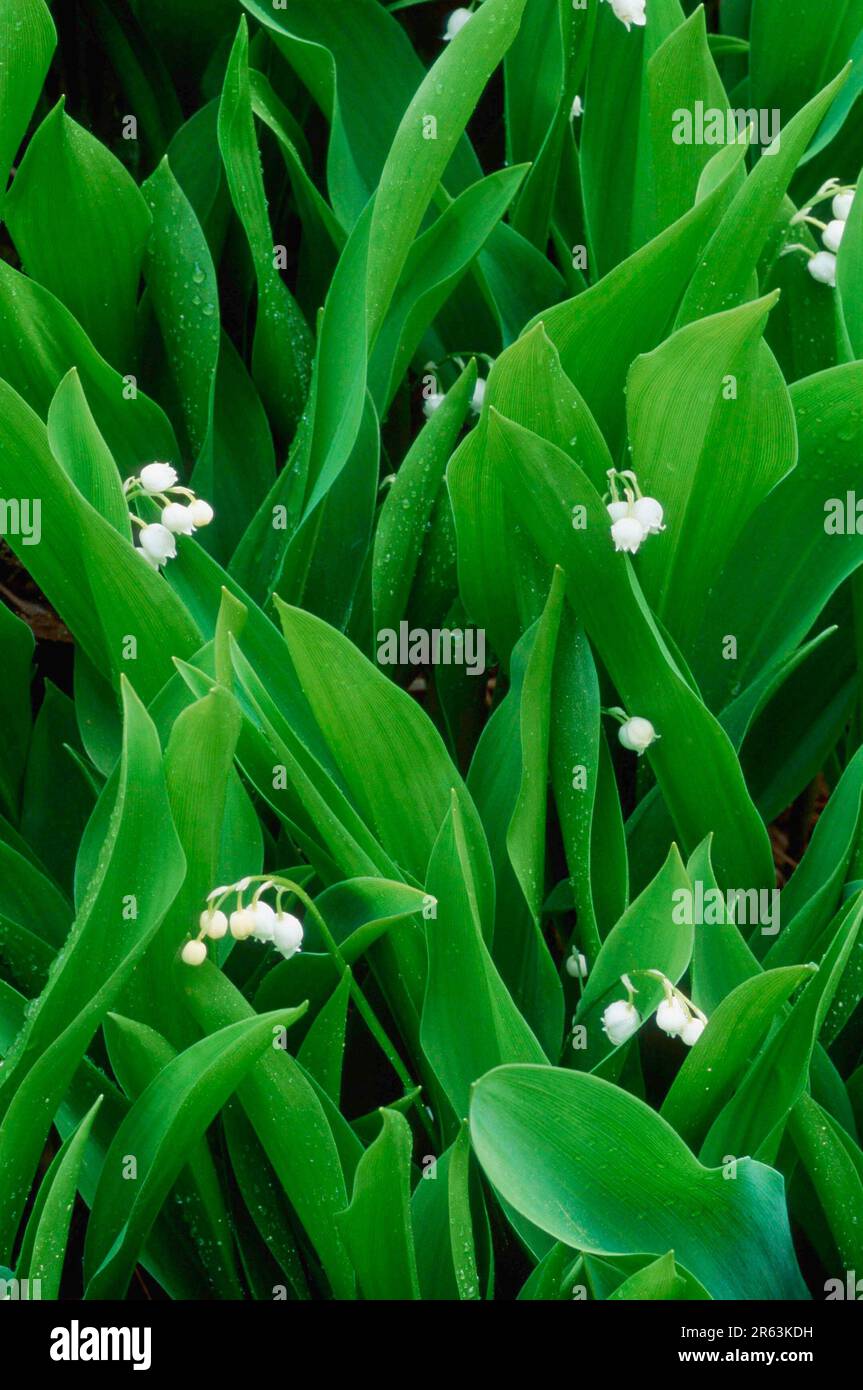 Lily of the valley (Convallaria majalis), Oerebrolaen (plants) (plants) (flowers) (lily family
