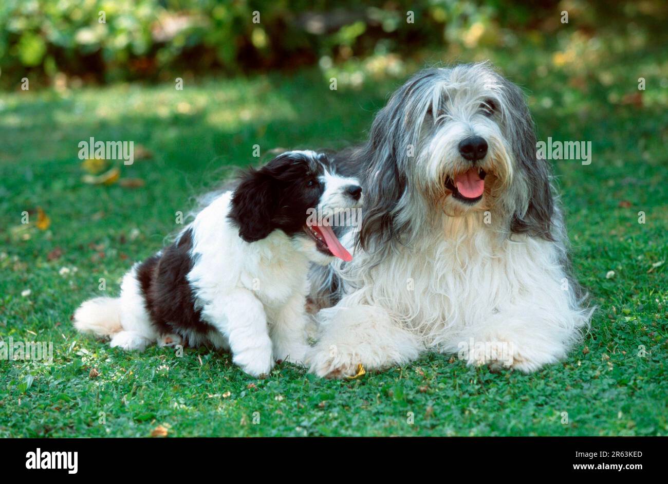 Pedigree polish lowland sheepdog best sale puppies sale