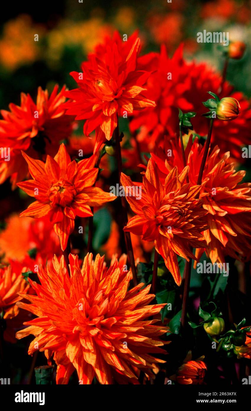 Semicactus Dahlia 'Gelber Vulkan' (Dahlia x cultorum), Semicactus-Dahlie 'Gelber Vulkan', [Pflanzen, plants, Blumen, flowers, Koepfchenbluetler Stock Photo