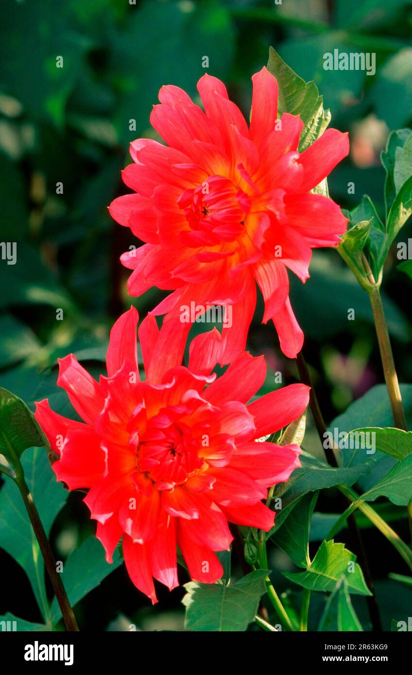 Dahlia 'Satelite' (Dahlia x hybrida), Decorative Dahlia 'Satelite' (Plants) (Flowers) (Asteraceae) (Compositae) (Garden plant) (Flowers) (brightness) Stock Photo