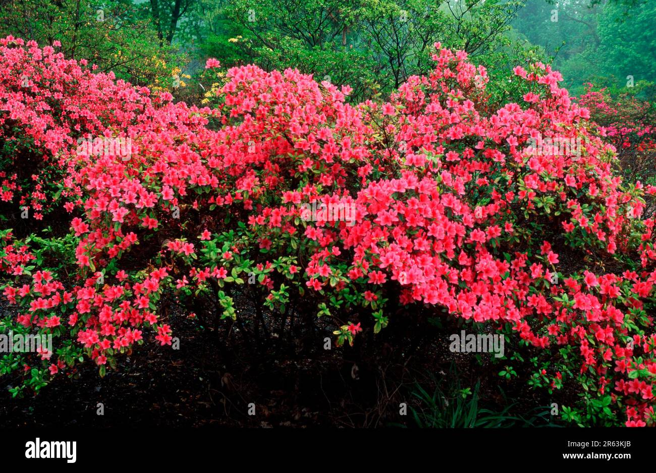 Rhododendron 'Willy' (Rhododendron kaempferi hybride), [Pflanzen