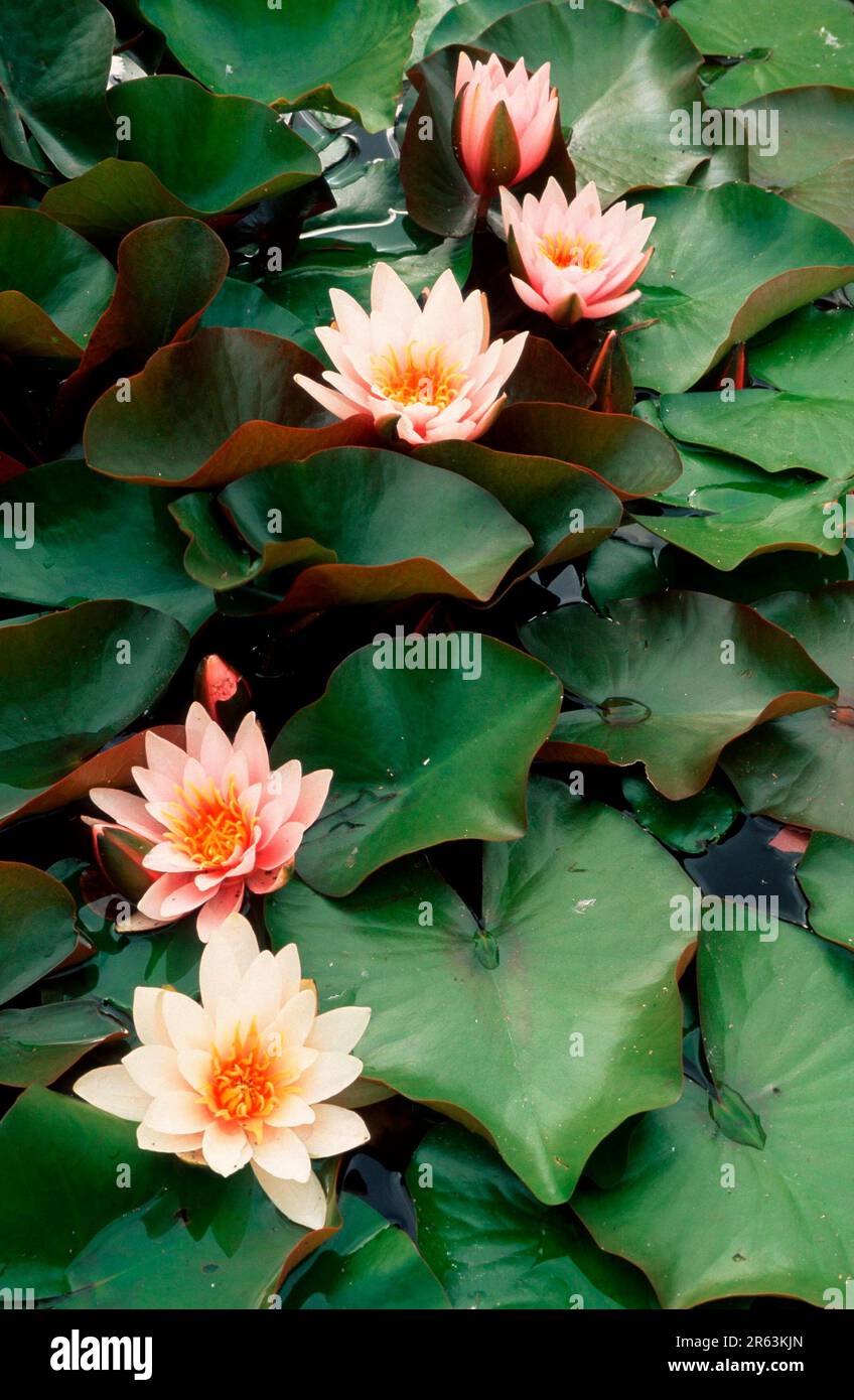 Water Lilies (Nymphaeaceae) 'Rosennymphe' (Nymphaea hybrid), Water Lilies 'Rosennymphe' (plants) (aquatic plant) (leaf) (leaves) (water lily family) Stock Photo
