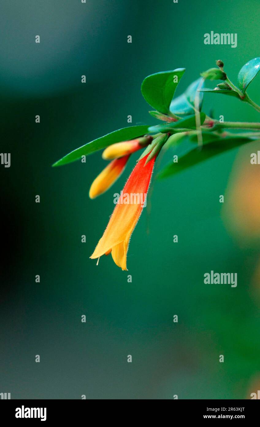 Jacobinia (Jacobinia pauciflora) (Libonia floribunda), Jacobinia, ornamental, flowers, Acanthaceae, Brazil, flowers, bloom, green, yellow, yellow Stock Photo