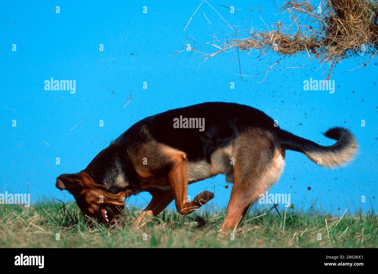 Mixed Breed Dog digging hole in meadow, Mixed Breed Dog digging in