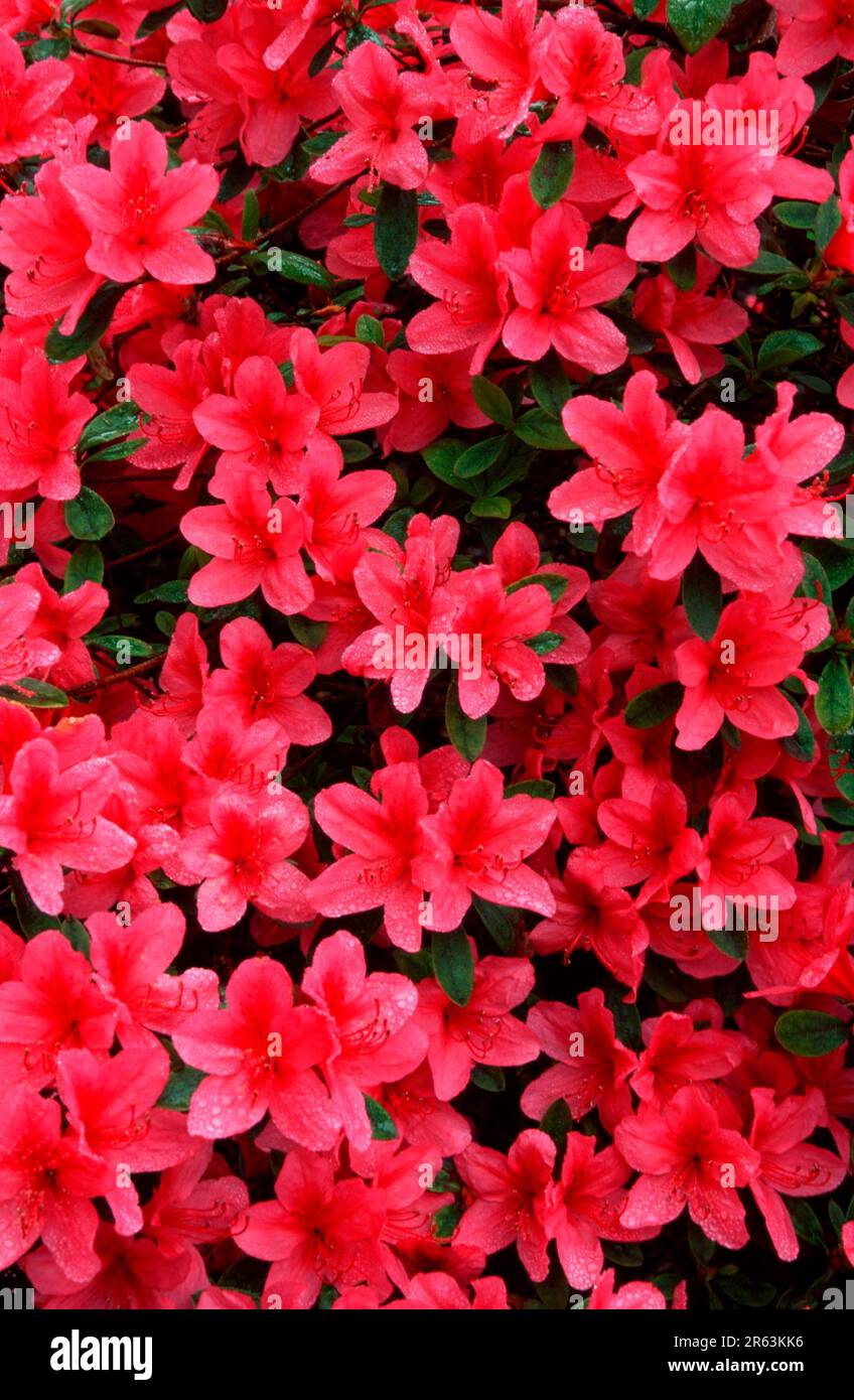 Rhododendron 'Willy' (Rhododendron kaempferi hybride), [Pflanzen